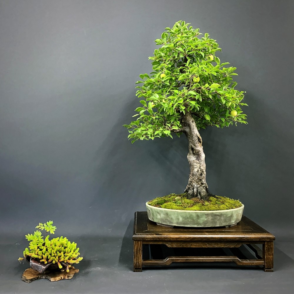Bonsai, Mirabelle, Pflaume, Frei aufrechter Stil, Sommer mit Früchten